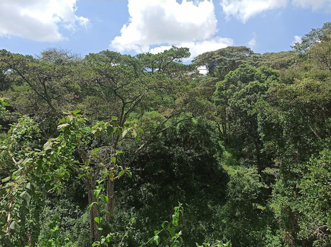 Oloolua Nature Trail — image 3