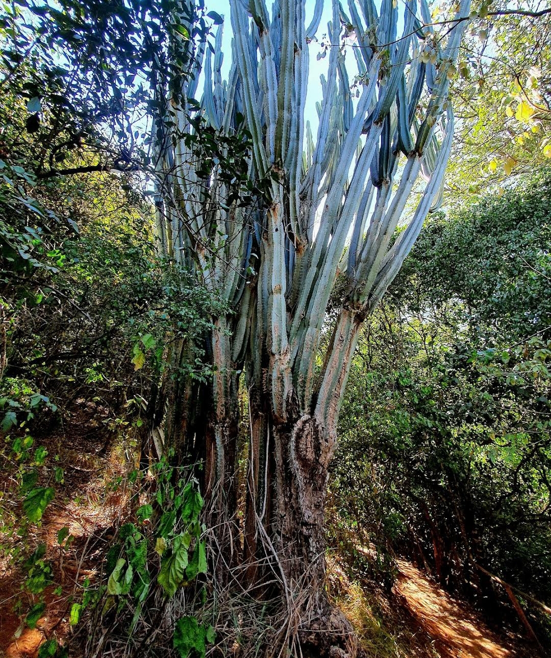 Oloolua Nature Trail — image 4