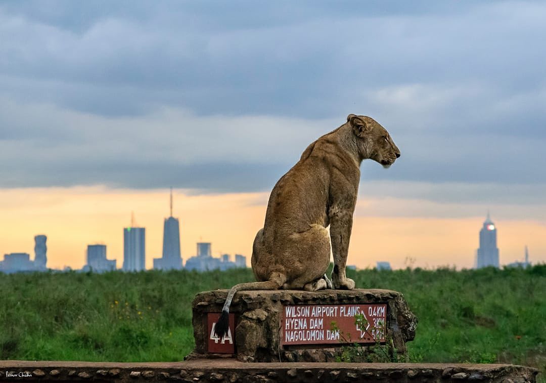 Nairobi National Park — image 1