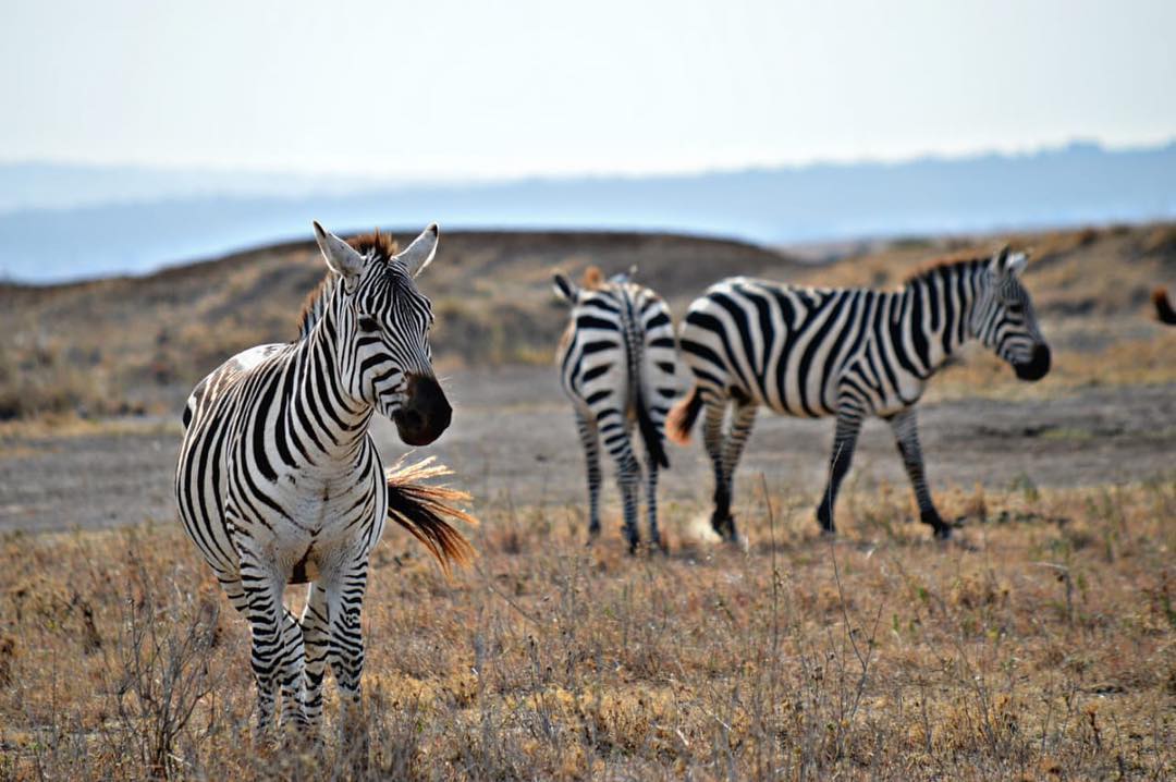 Nairobi National Park — image 2