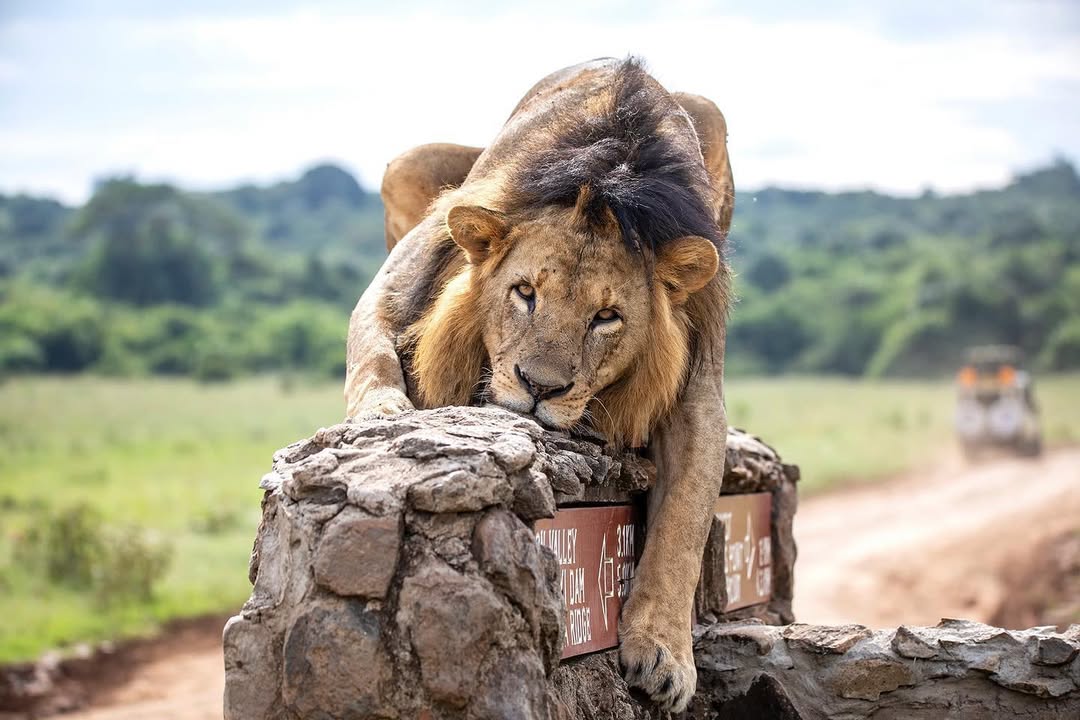Nairobi National Park — image 4