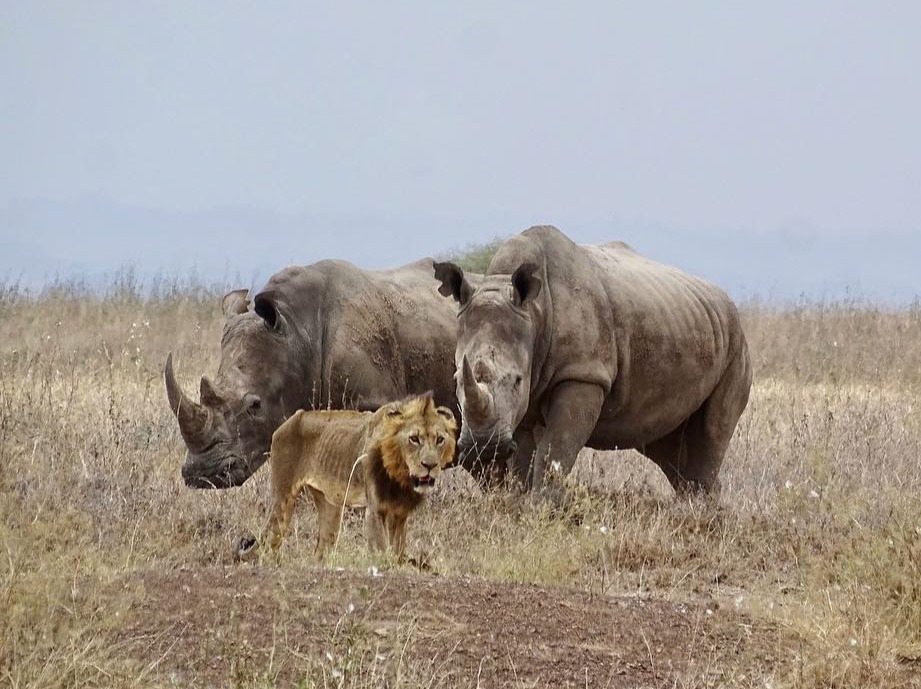 Nairobi National Park — image 5