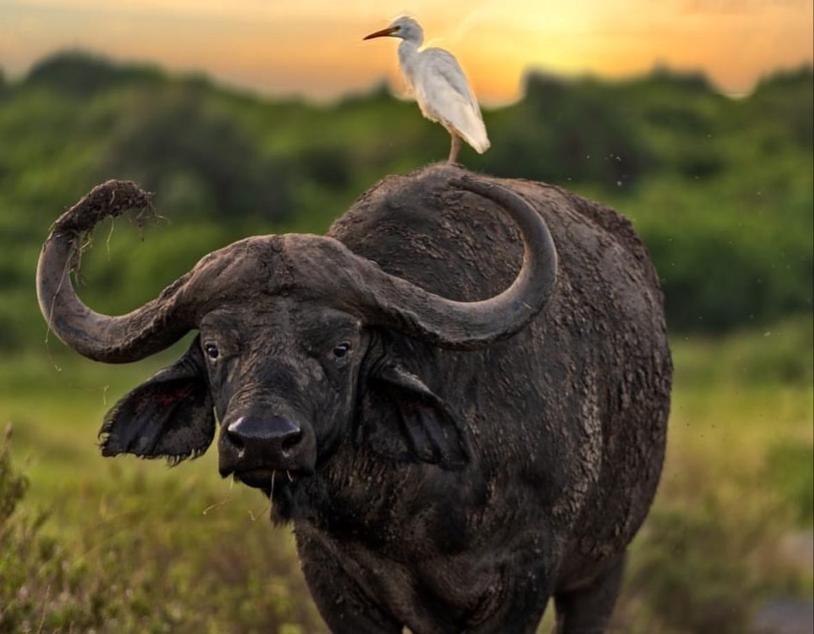 Nairobi National Park — image 6