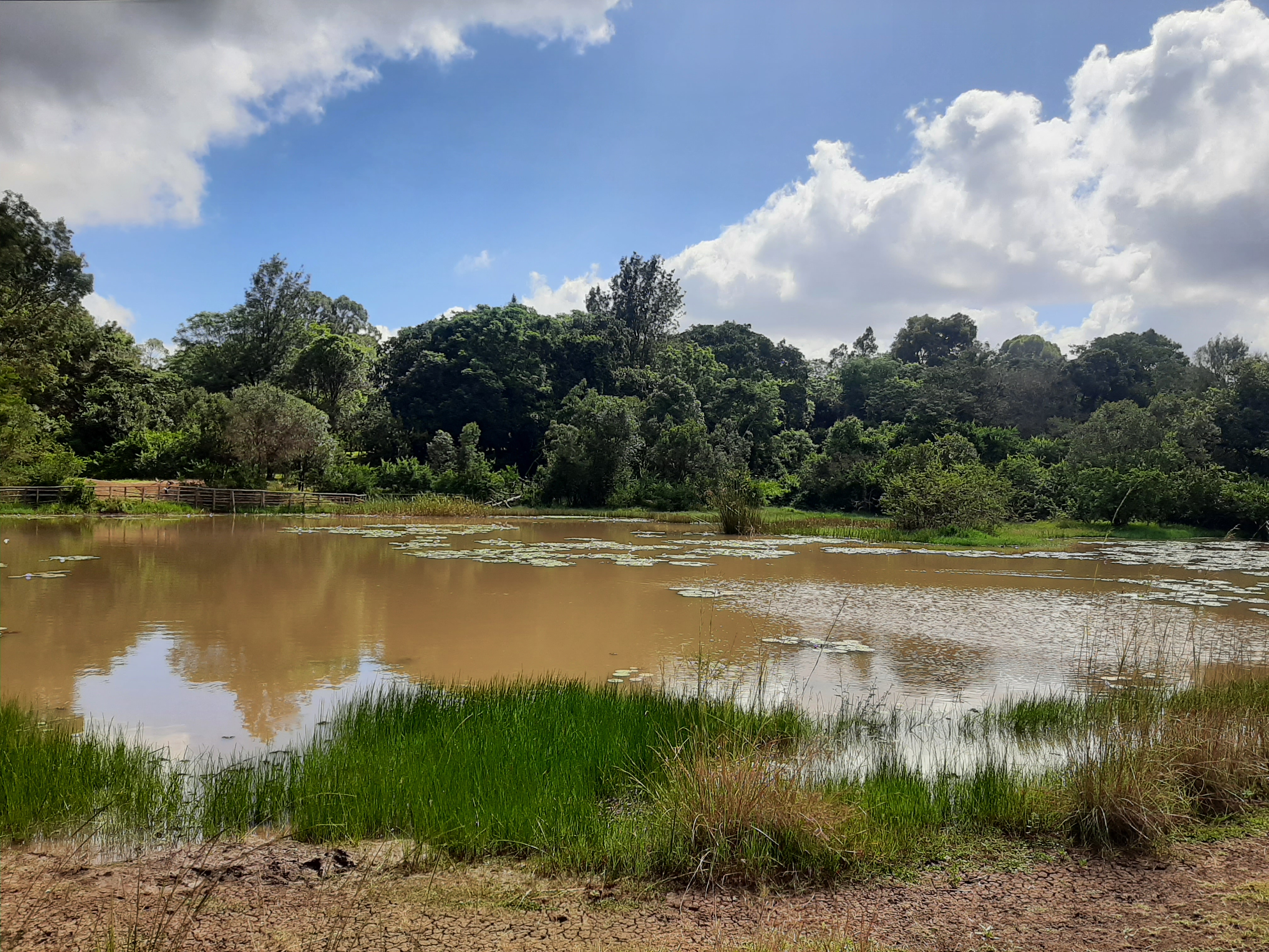 Karura Forest — image 1