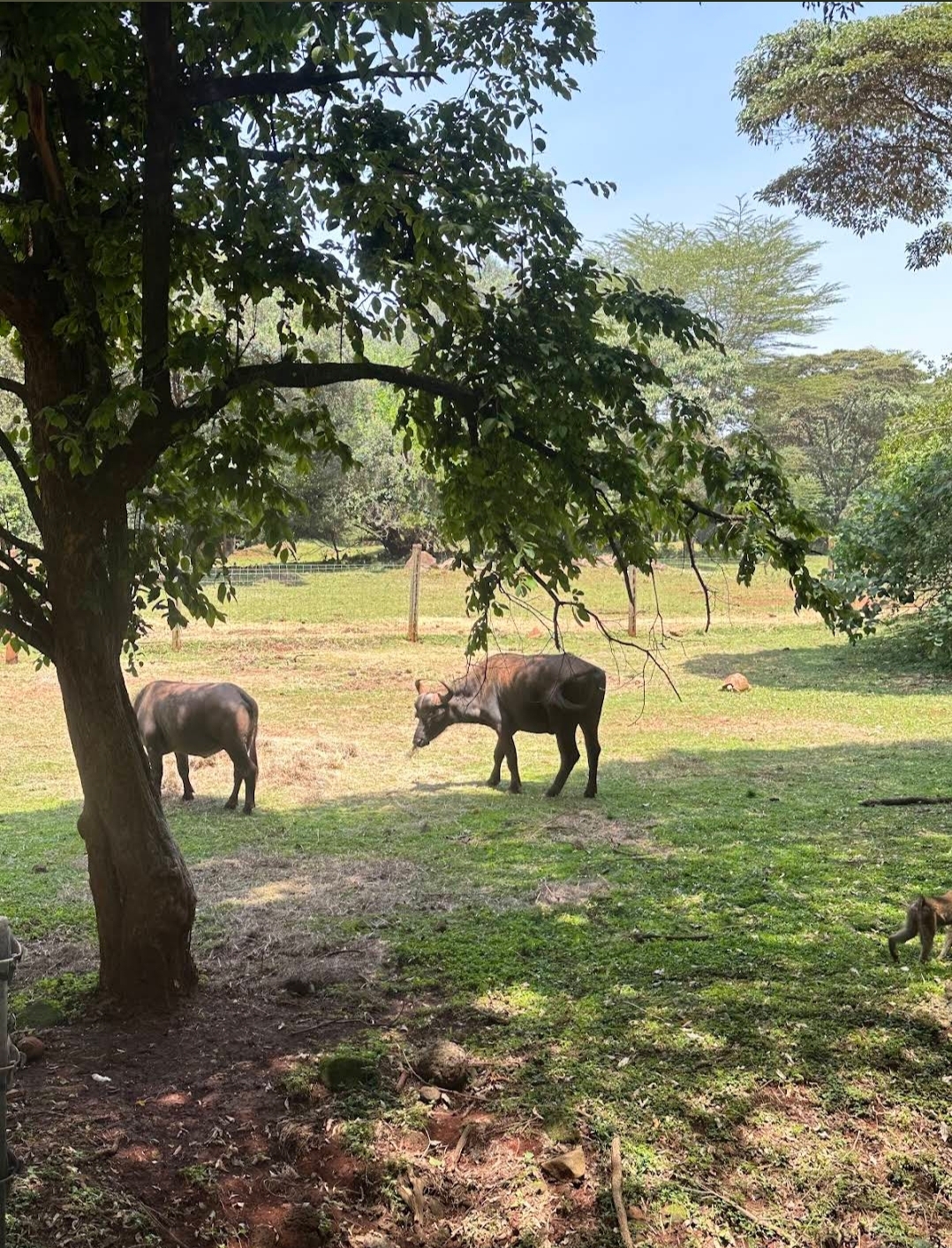 Nairobi Safari Walk — image 3