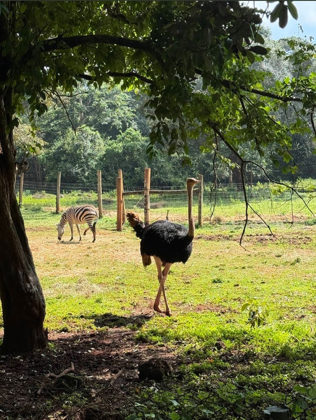Nairobi Safari Walk — image 4