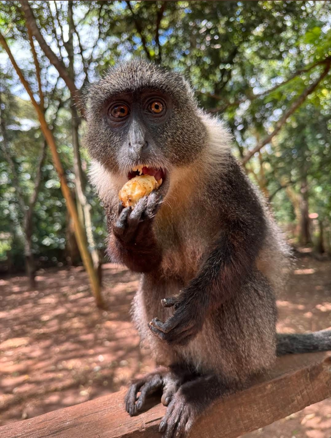 Nairobi Safari Walk — image 5