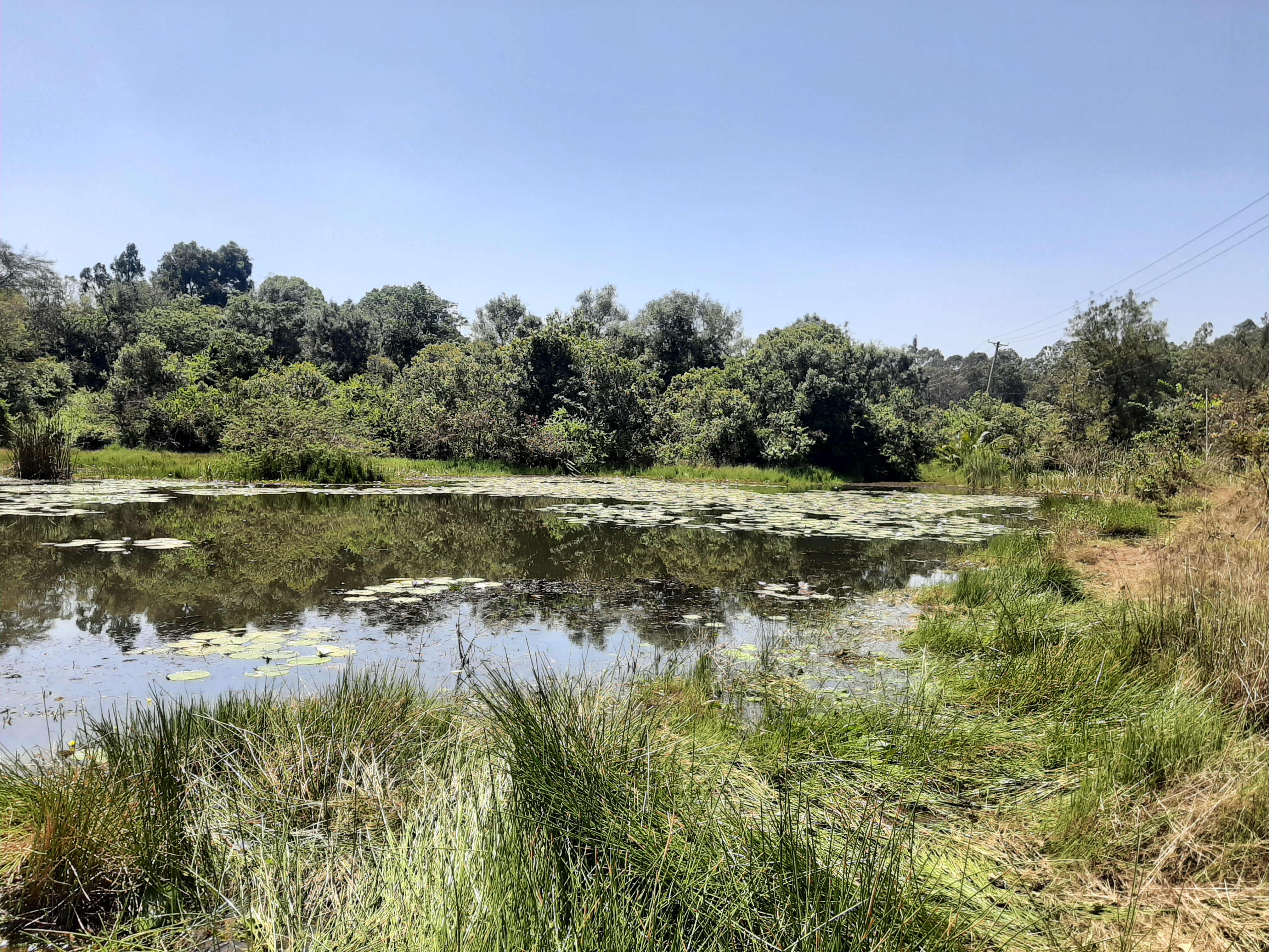 Karura Forest — image 2