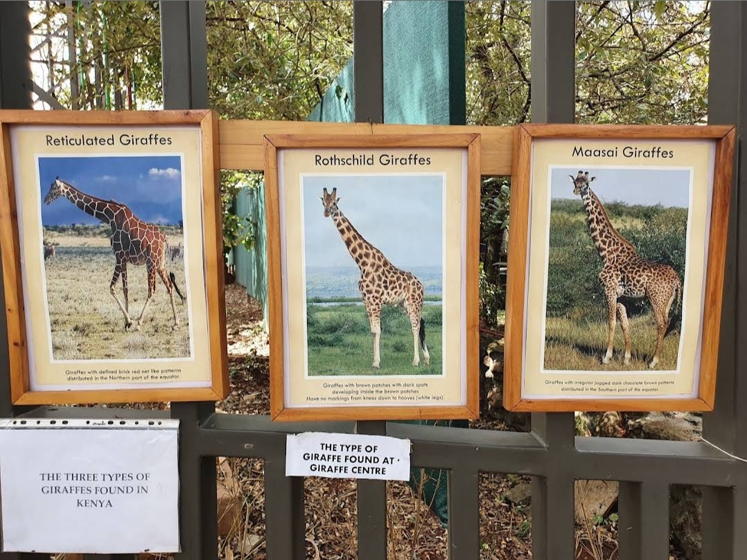Giraffe Centre — image 1