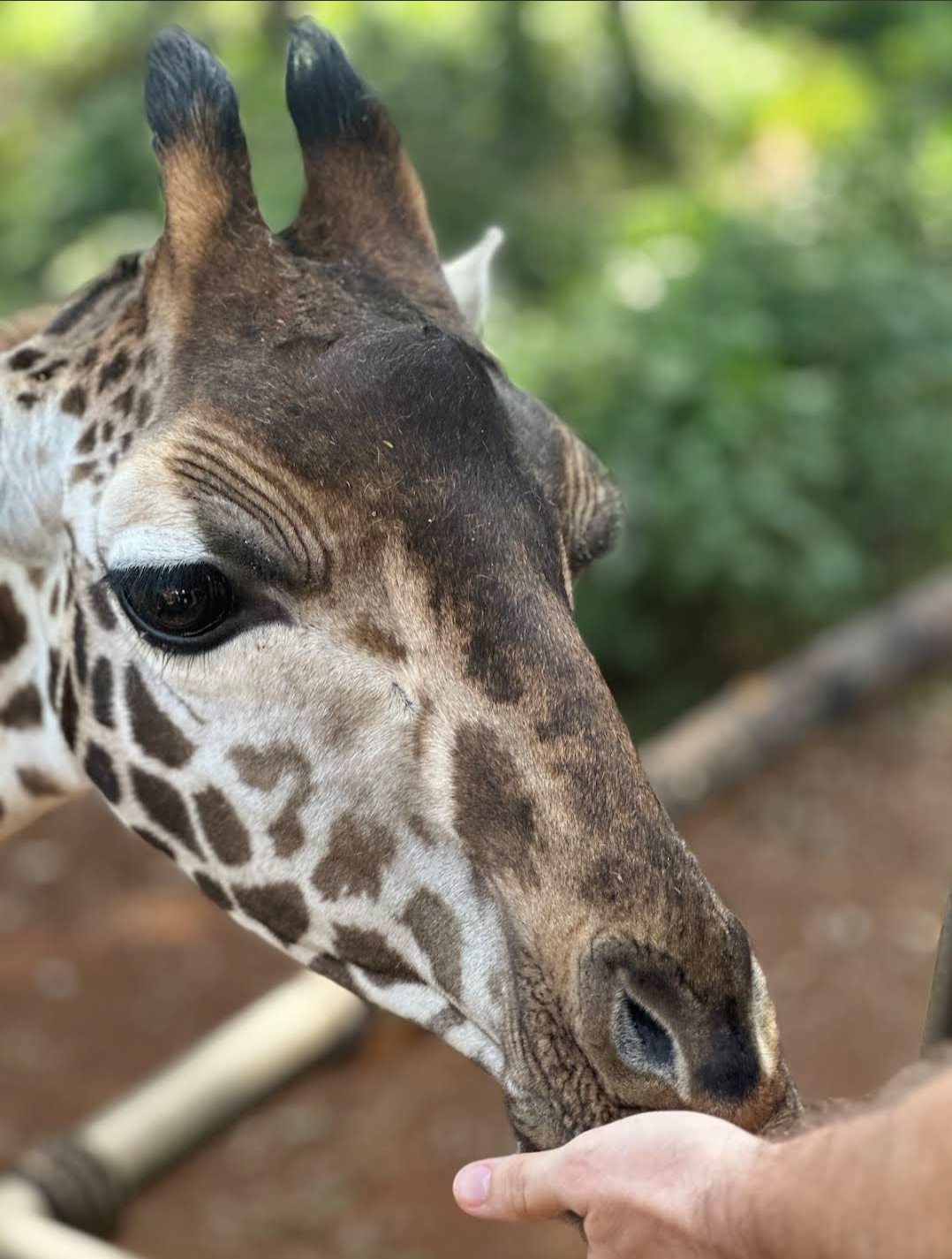 Giraffe Centre — image 3