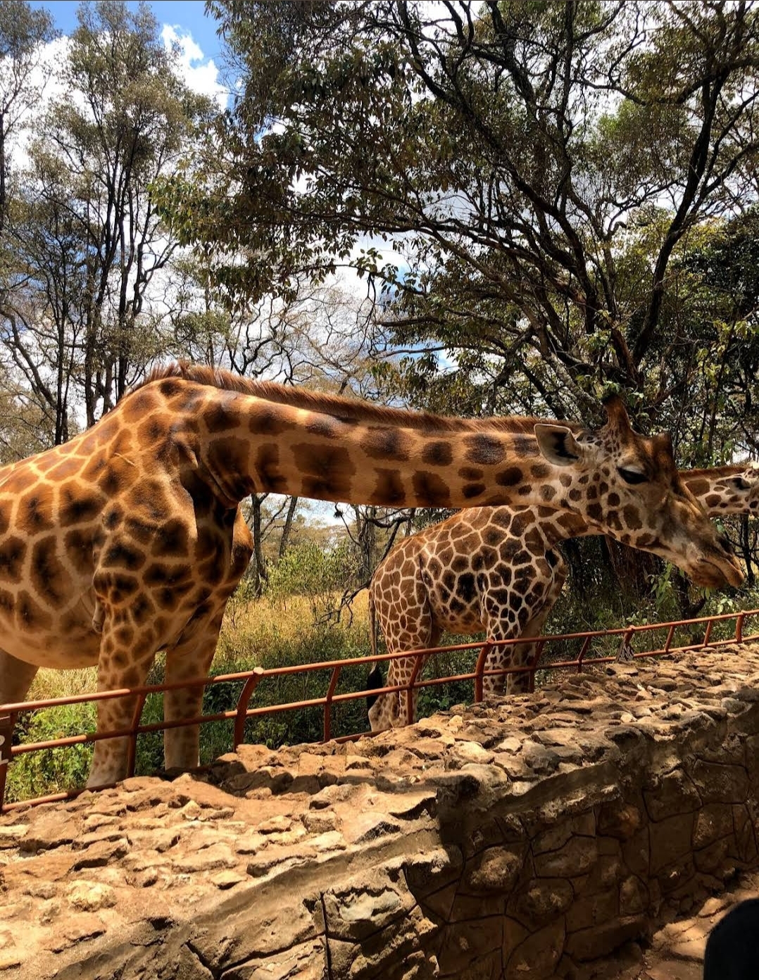 Giraffe Centre — image 4