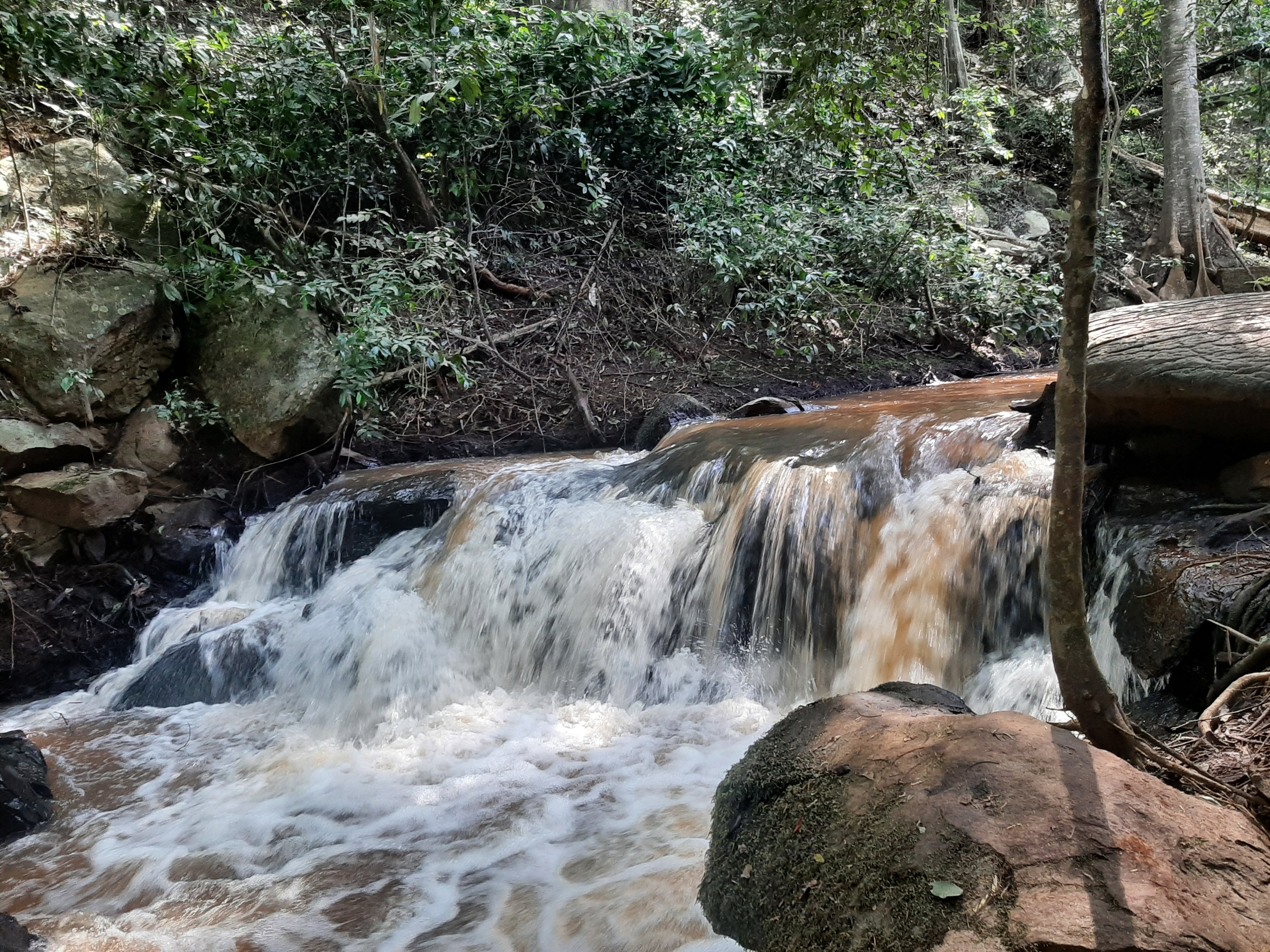 Karura Forest — image 4