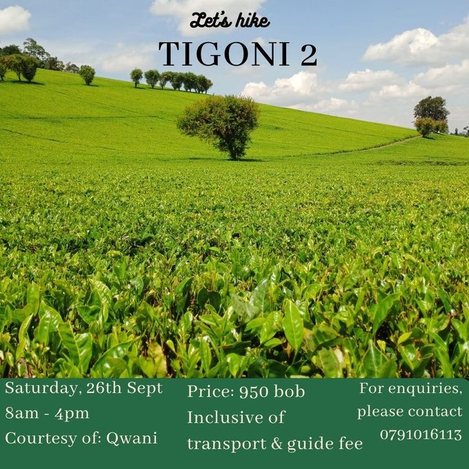 Qwani : Tigoni 2 Hike